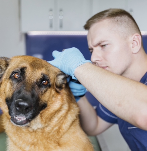 Kedi ve Köpeklerde Görülen Tehlikeli Semptomlar: Antalya ve İlçeleri İçin Acil Veteriner Rehberi