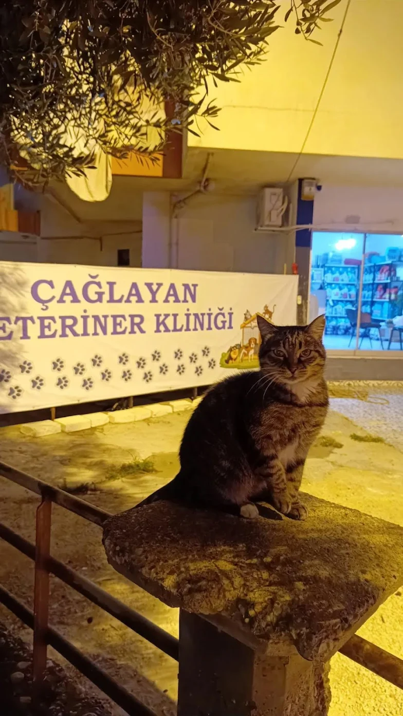 Çağlayan Veteriner Kliniği
